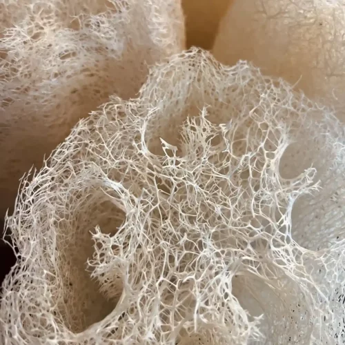 Loofah Zucchina