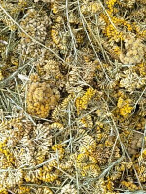 Immortelle Bio corse
